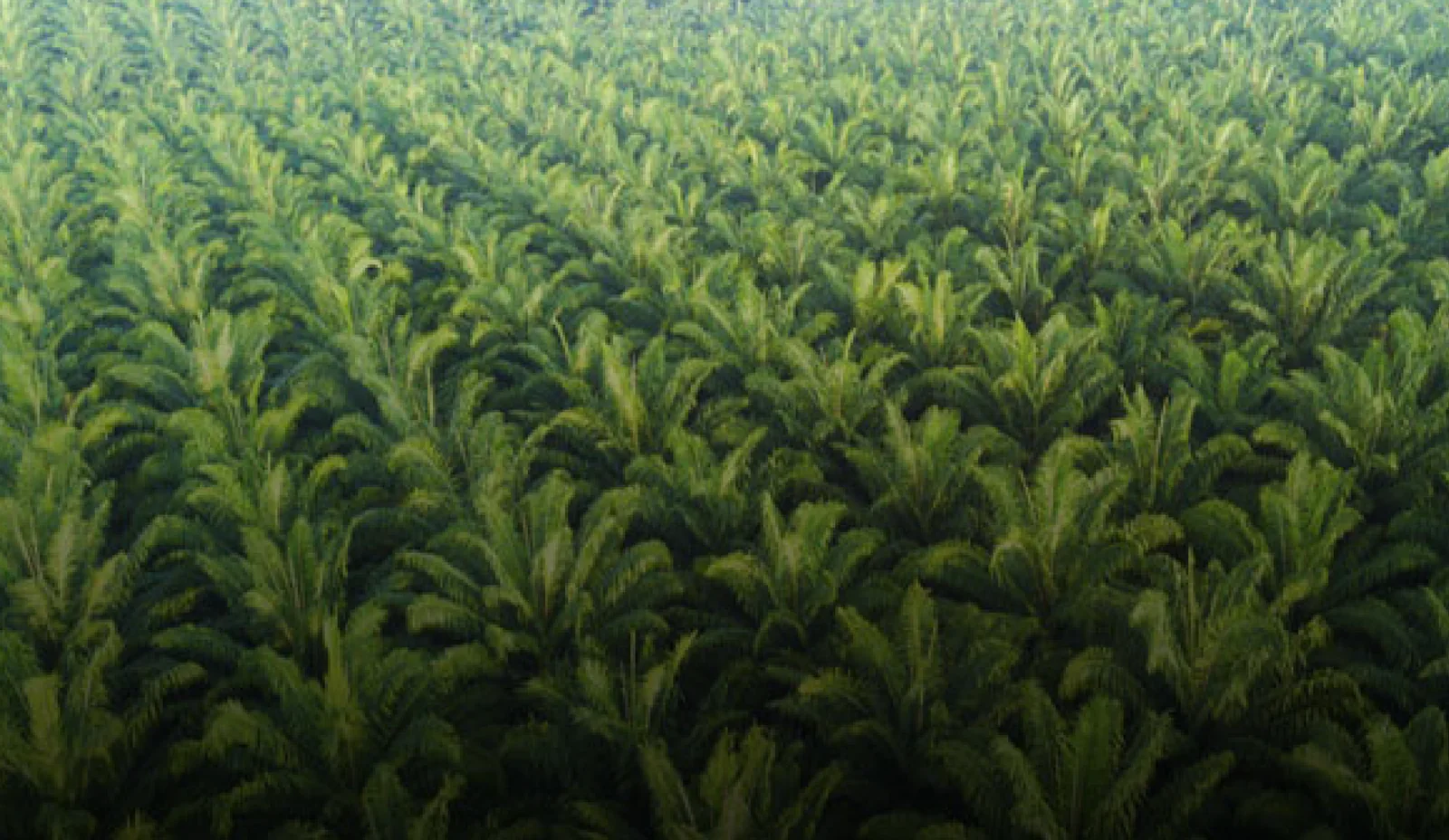 Date palm